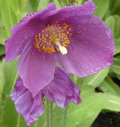 The pale purple-mauve flowers cropped