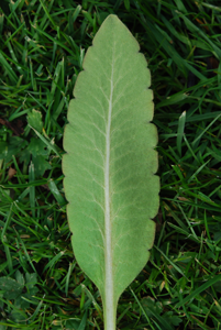 Basal leaf of Mrs Jebb showing neat crenate teeth and a sub-obtuse tip
