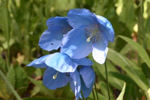 The sky blue Flower colour globular flowers of M. Crarae